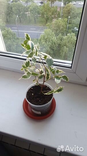 Фикус бенджамина