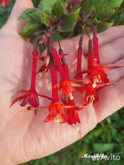 Черенки фуксий