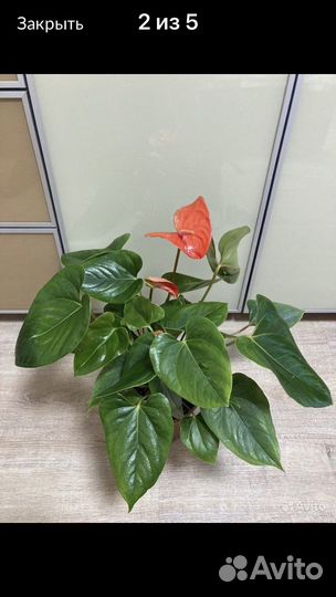 Антуриум 