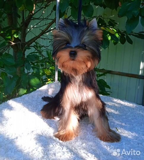 Очень красивый мальчик