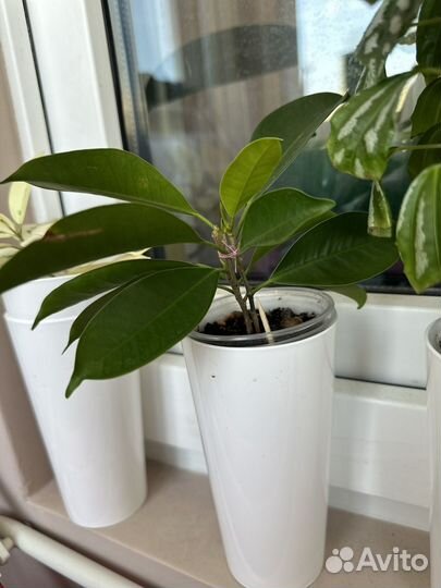 Комнатные растения цветы