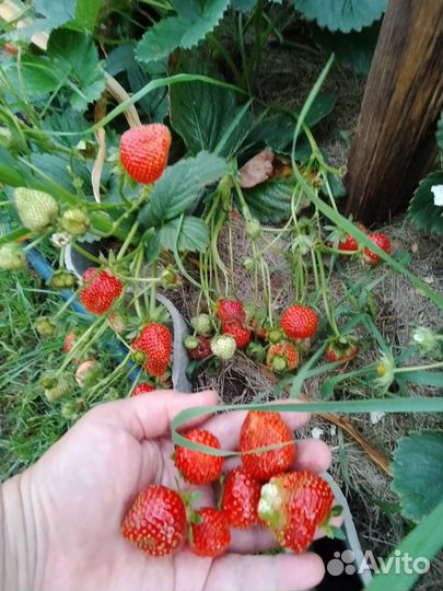 Клубника и земляника ремонтантные