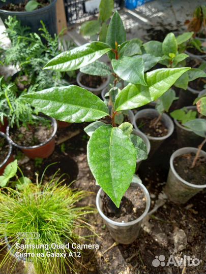 Лавровый лист