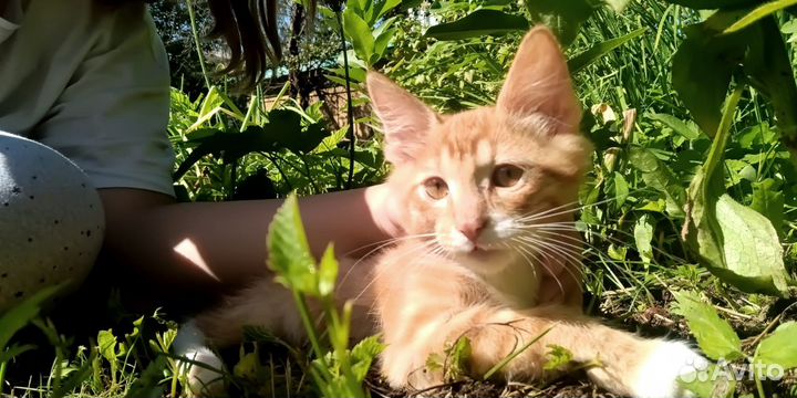 Котята в добрые руки мальчики