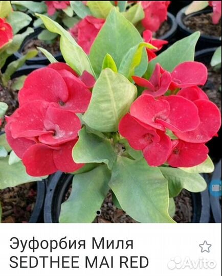 Эуфорбия миля