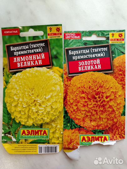 Рассада бархатцы, астры