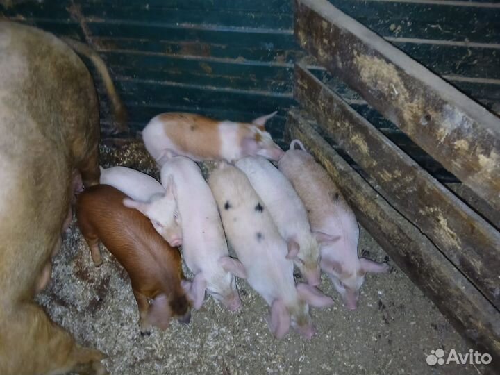 Продам поросят