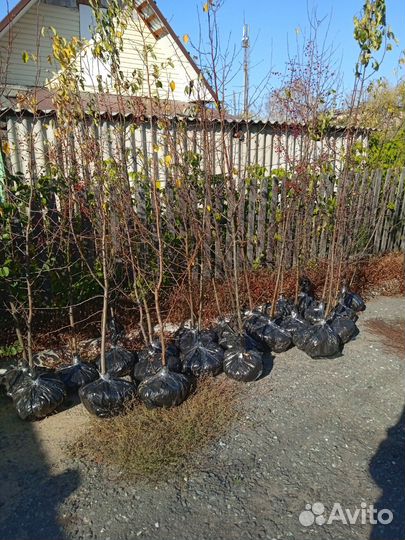 Саженцы яблони дички