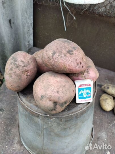 Продам картофель