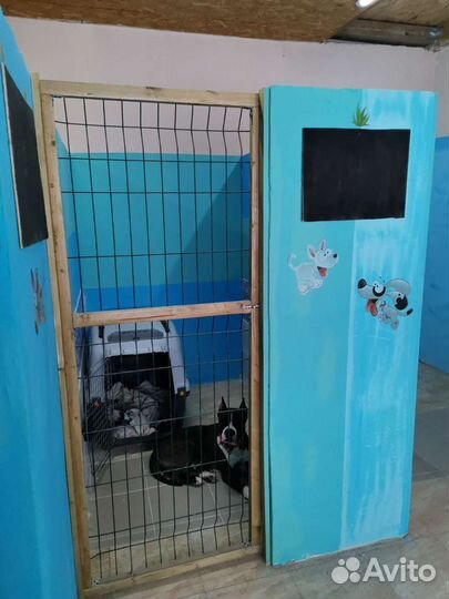 Зоогостиница для собак