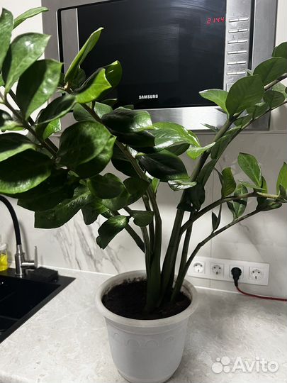 Замиокулькас