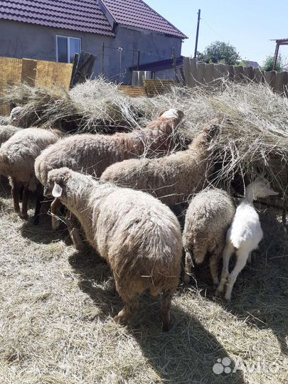 Овцы, бараны,ягнята