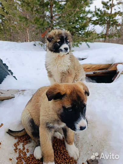 Щенок 3 месяца