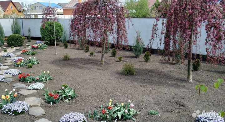 Яблоня недзвецкого на штамбе