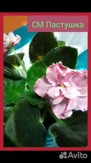 Фиалка сортовая