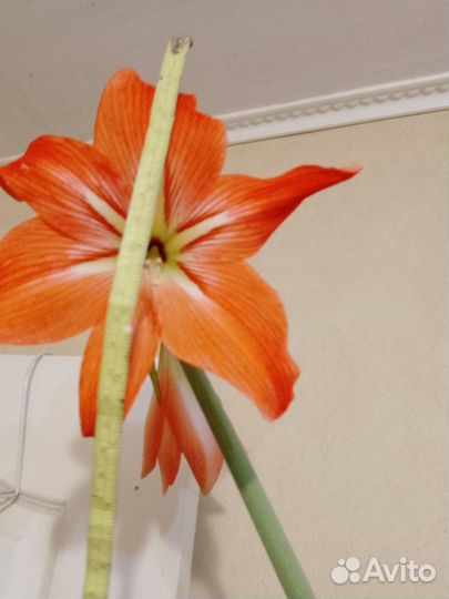 Гиппеаструм