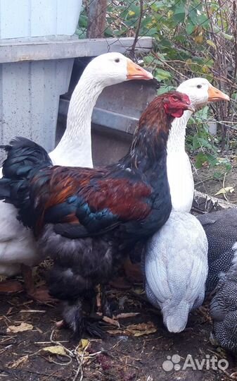 Петух Брама