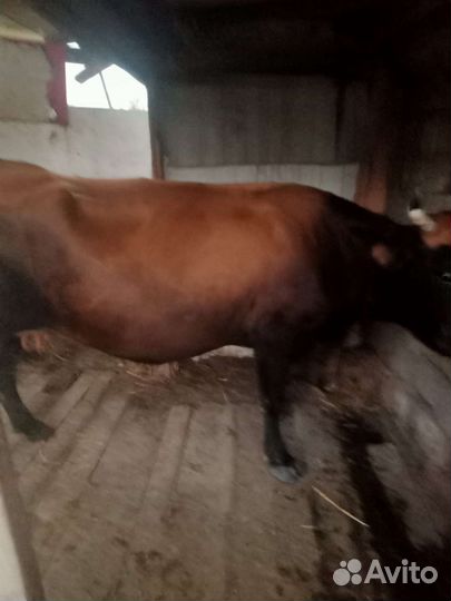 Корова и теленок