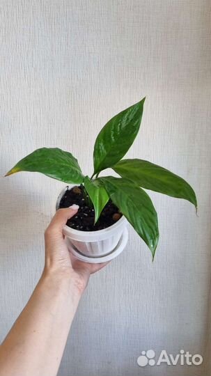 Комнатные цветы