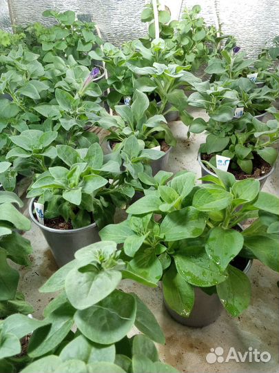 Петуния вегетативная