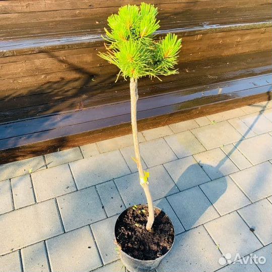 Сосна Голден Глоу - на штамбе ра80