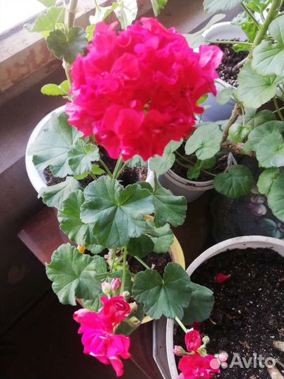 Герань (пеларгония)