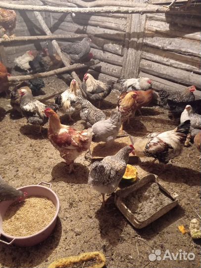 Молодые петухи