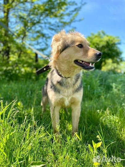 Собака девочка Мира 1,5 года ищет дом