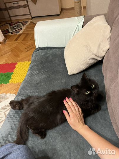 Присмотр передержка за животными район панорама