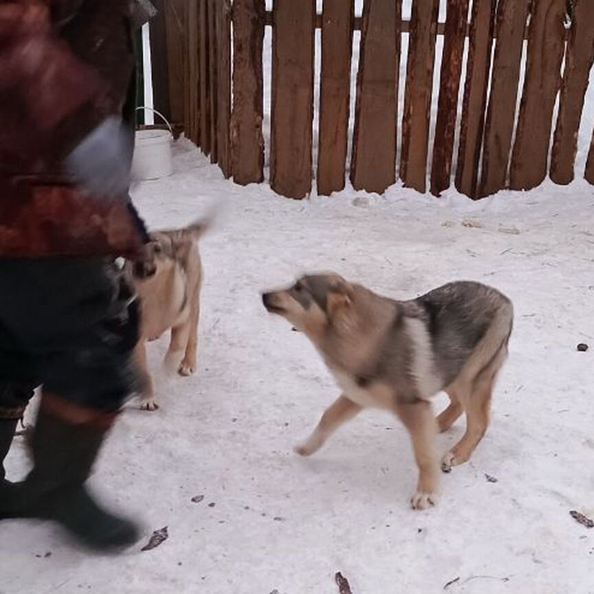 Собака в добрые руки отдам бесплатно