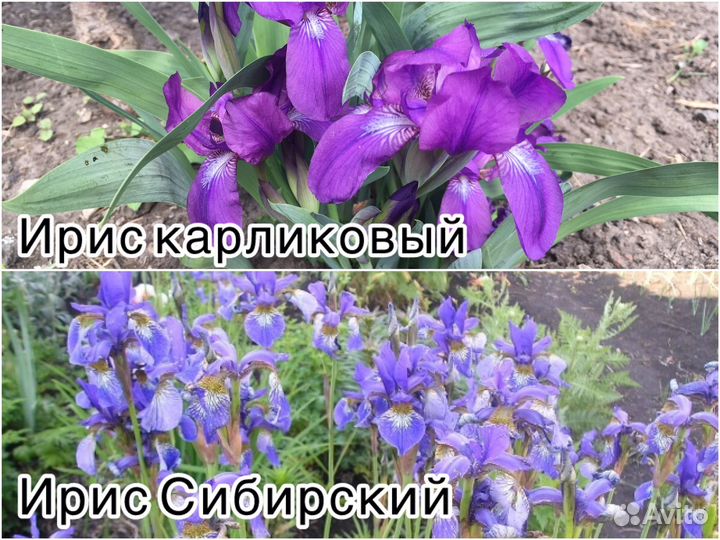 Растения многолетники