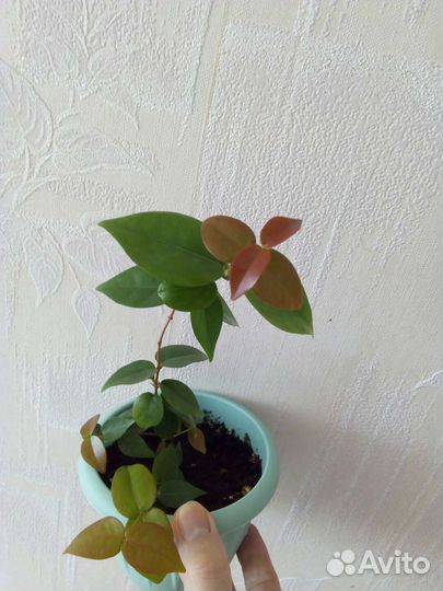 Суринамская вишня