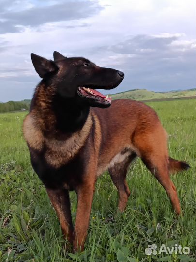 Вязка собак бельгийская малинуа