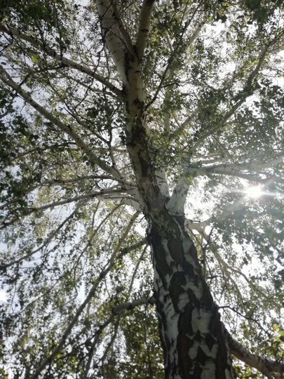 Участок 11 сот. (ИЖС)