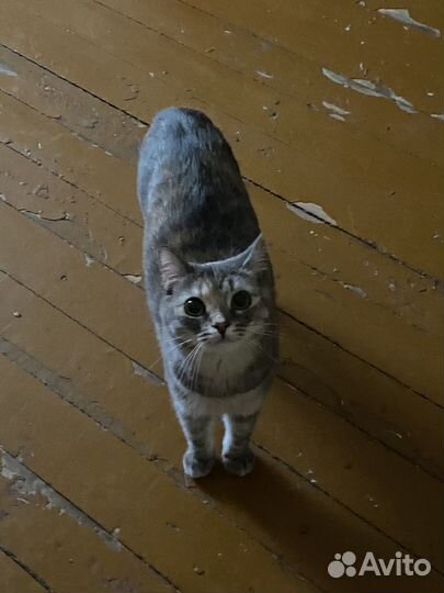 Кошечка в добрые руки