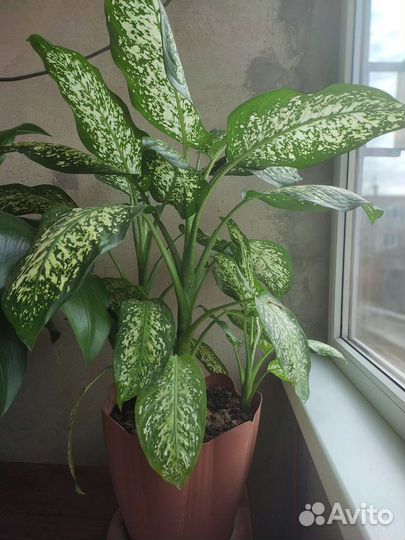 Продам цветок