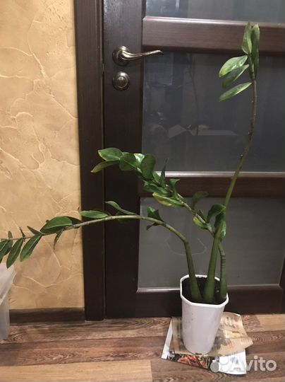 Замиокулькас