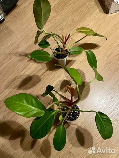 Филодендрон Prince of Orange