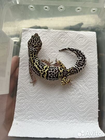 Пятнистый эублефар (Gem Snow Bold Jungle)