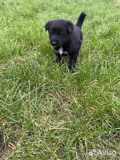 Собака щенок бесплатно