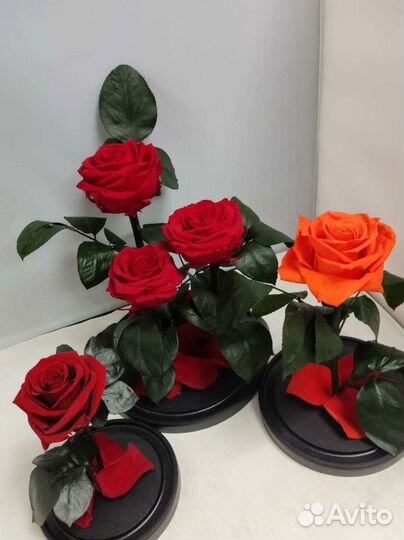 Роза в колбе