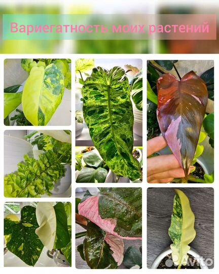 Идеальный грунт для комнатных растений