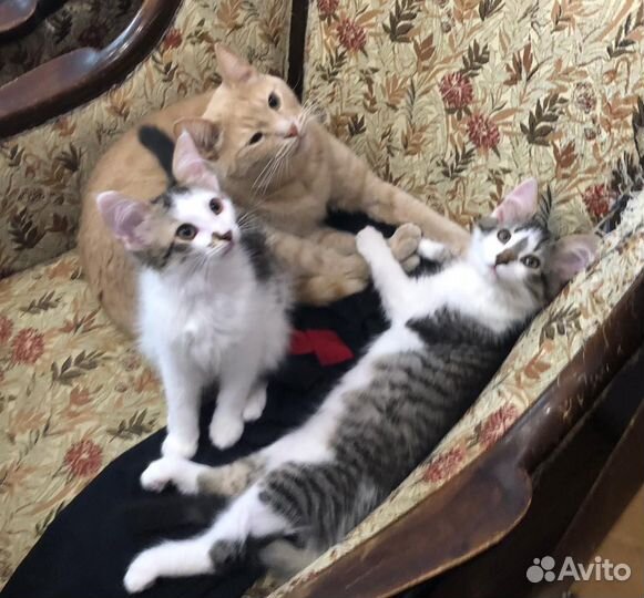 Котята в добрые руки бесплатно