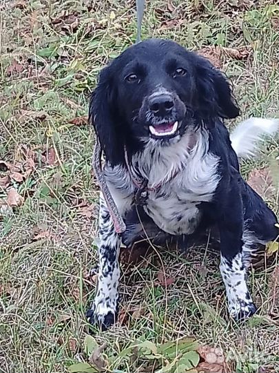 Спаниелька девочка