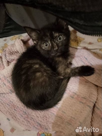 Спасаем котят