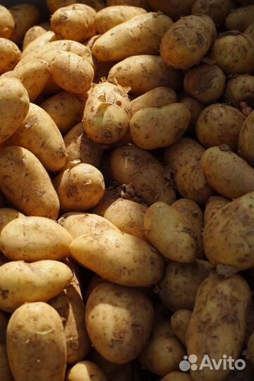Продам картофель