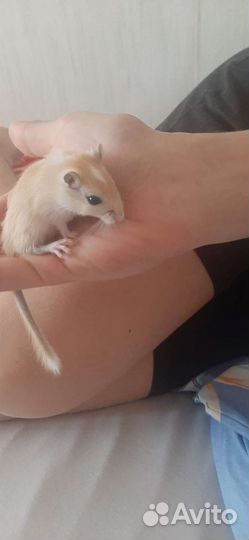 Монгольская песчанка