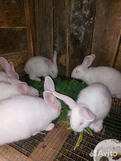 Кролики белый паннон