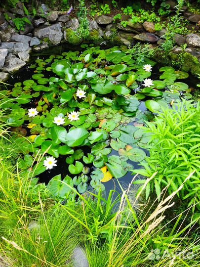 Лотос Альба Nymphaea Lotus Alba