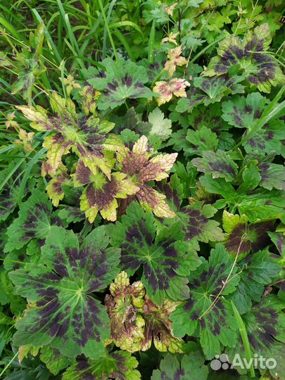 Растения для сада